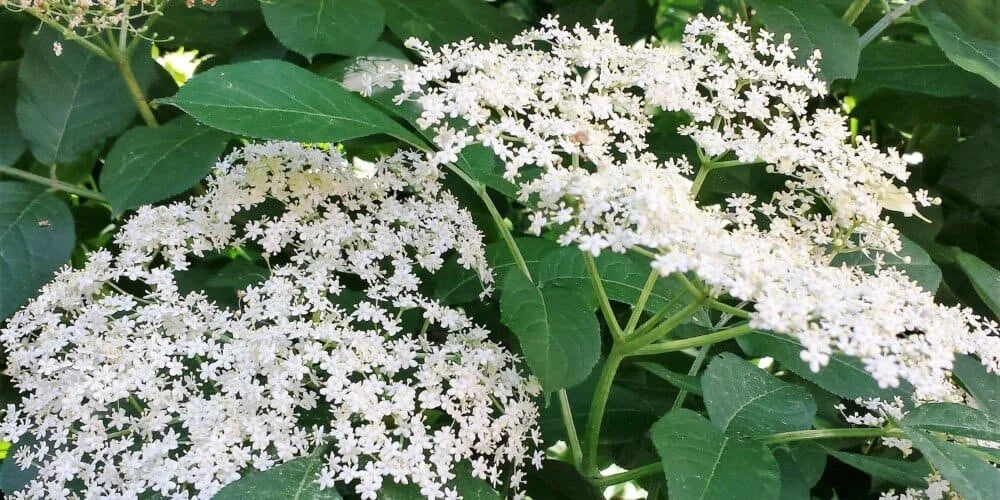 Thee van je eigen planten en bloemen